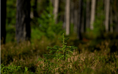 식목일 나무 무료