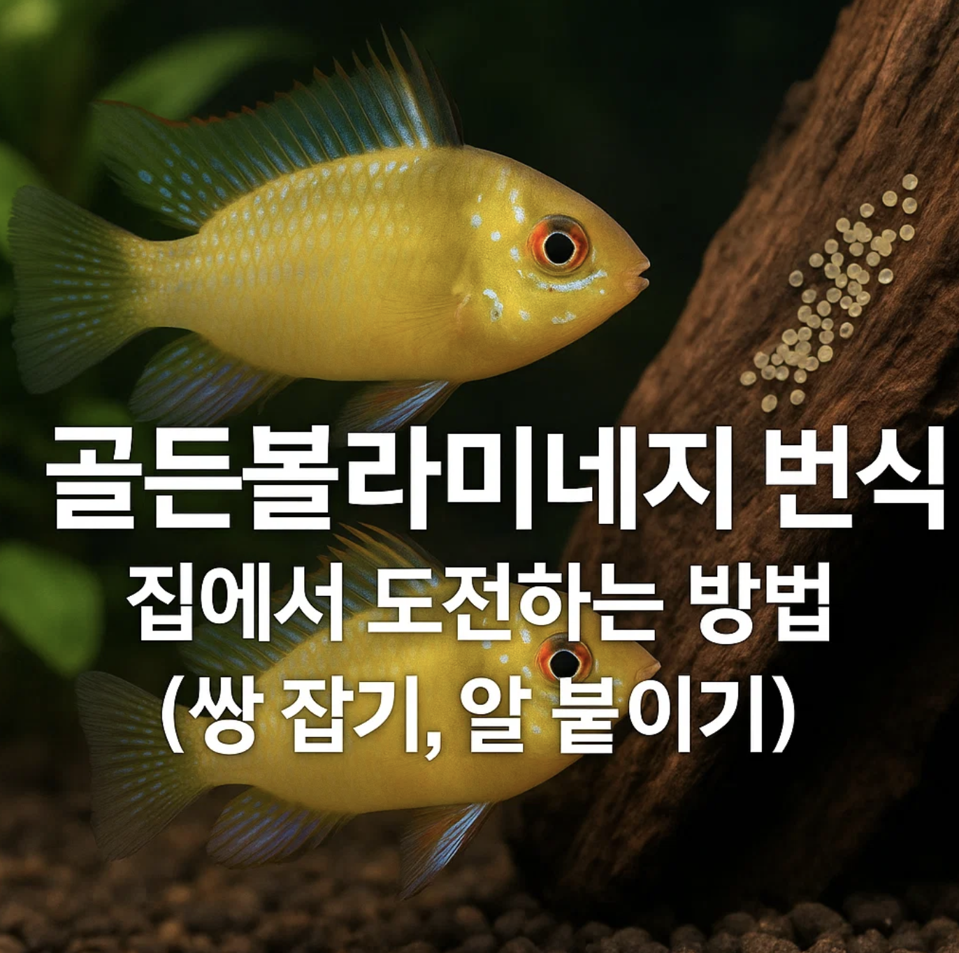 골든볼라미네지 번식, 집에서 도전하는 방법 (쌍 잡기, 알 붙이기)