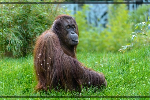 지구가 아파요. 4 오랑우탄, 팜유 개발로 불타는 숲 사라져가는 숲의 지혜