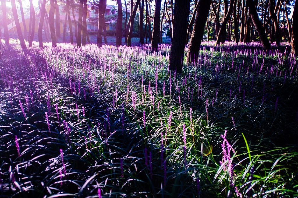 장항송림산림욕장