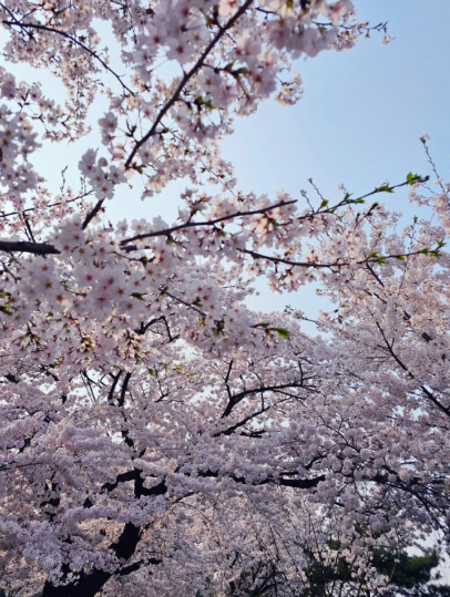 영등포 여의도 봄꽃축제 서울 벚꽃 명소