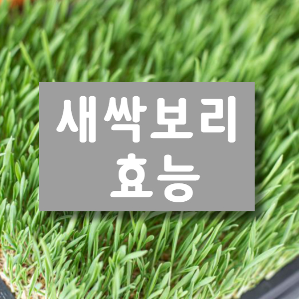 새싹보리 효능│새싹보리 효능 알고 드세요!