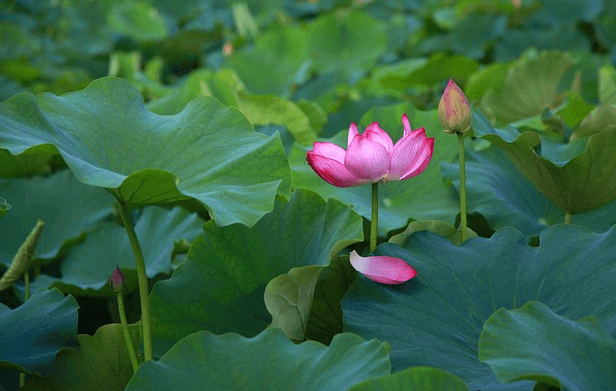 녹색의 연잎들이 가득하고 연분홍색 연꽃이 피어있다.