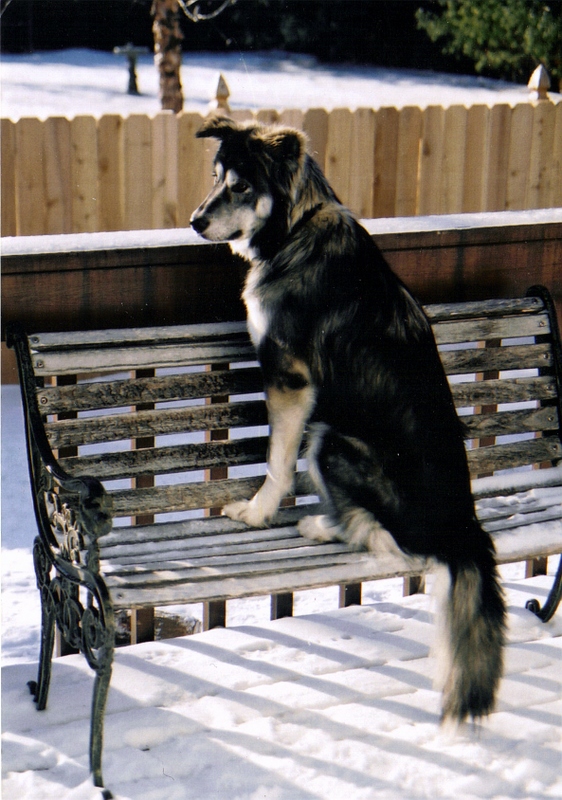 반려동물 장수 관련 사진
