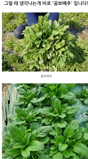 곰보배추