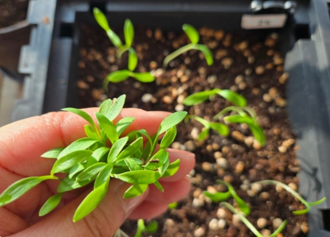 집에서 고수 키우기