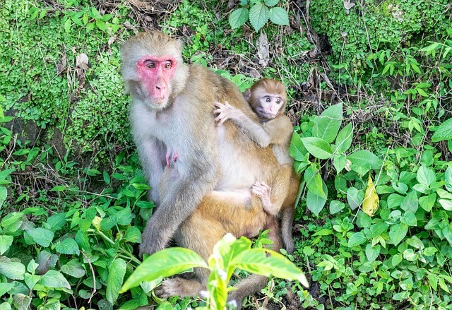 2024년 신년운세 원숭이띠 3월 사람조심,말조심