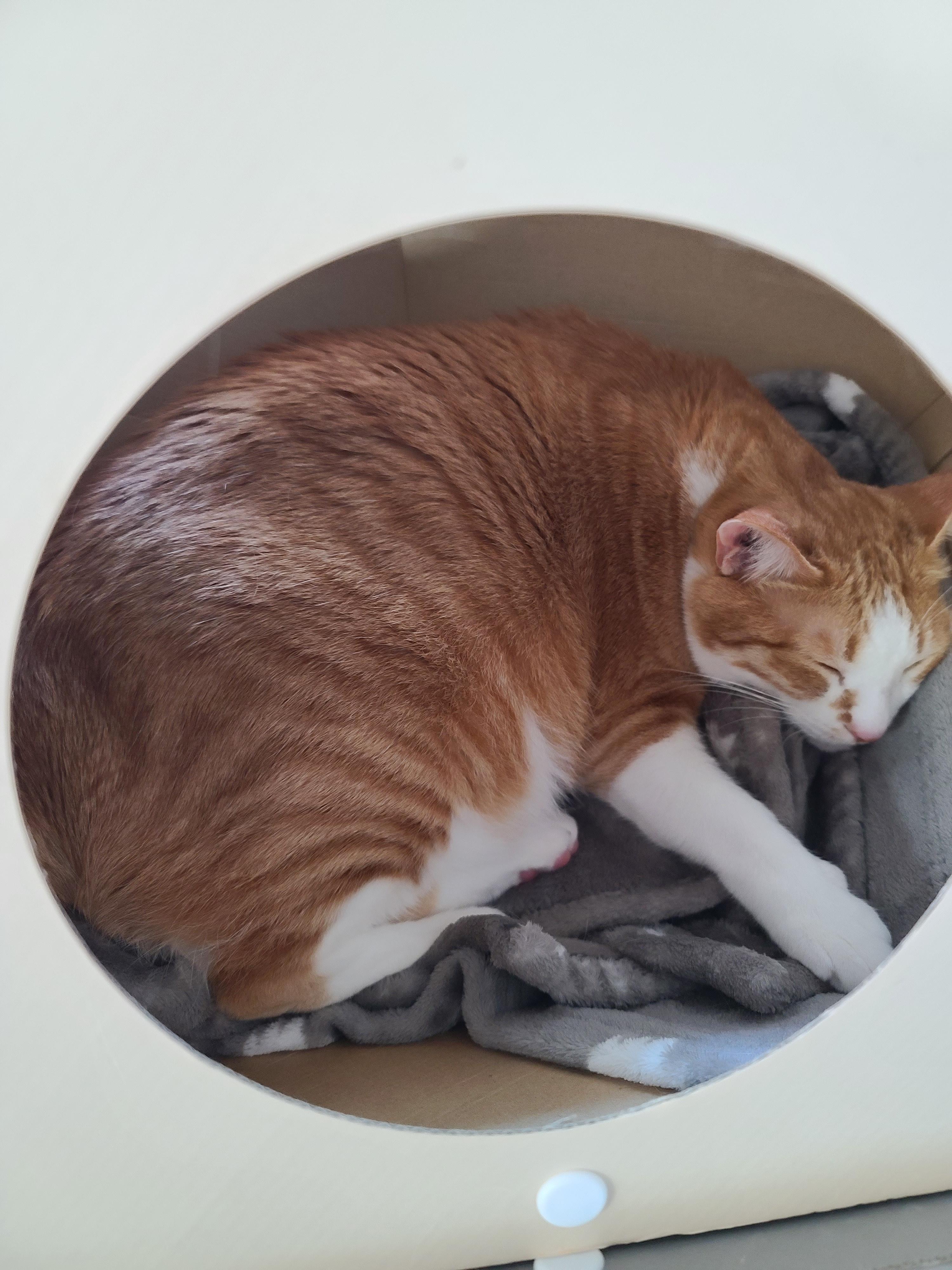 루프탑을 이용하고 싶었던 고양이 호야!(feat. 다다)