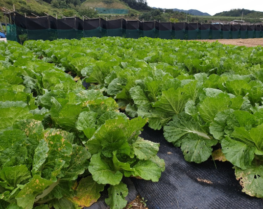배추심는시기 중부 남부 지방 가을 추석 김장 모종 씨앗 파종 심기 방법 3
