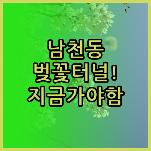 부산 수영구 3월 나들이 남천동 벚꽃..