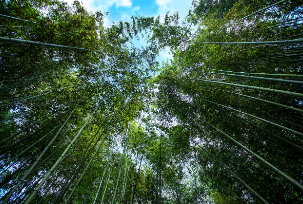 담양 죽녹원 봄여행 대나무숲