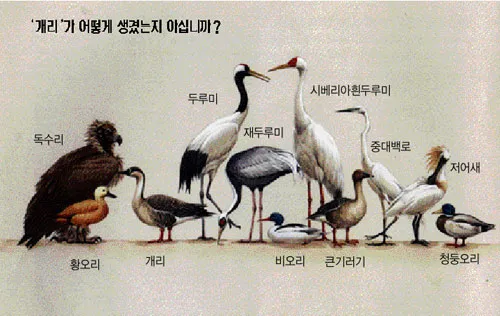 황새와 학 두루미 차이점과 생태적 특징 심층 비교_8
