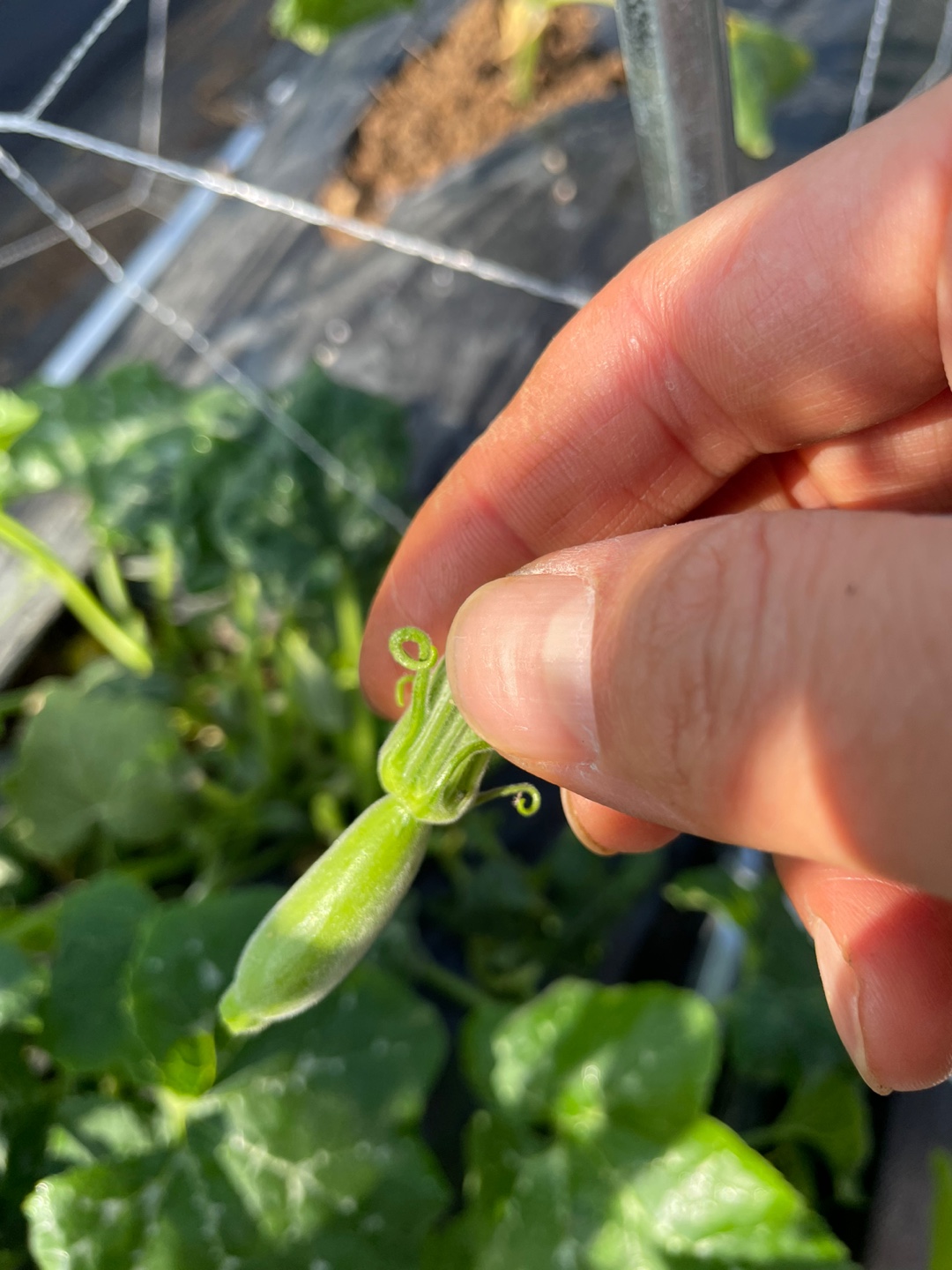 첫 열매 따주기