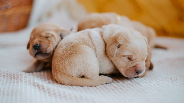 웅크리고 자는 새끼 강아지들
