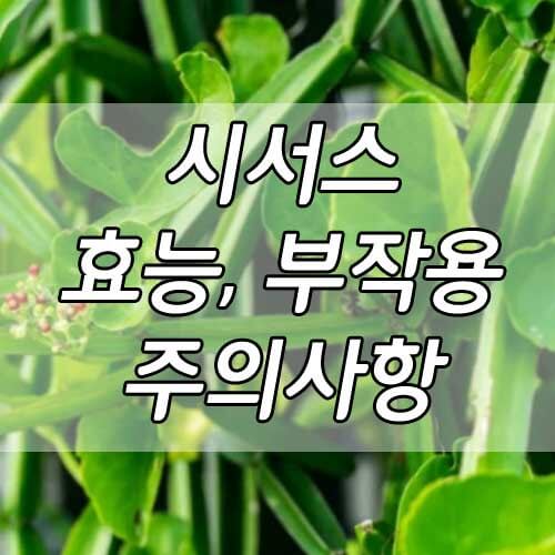 시서스 효능과 부작용, 다이어트, 주의사항, 하루권장섭취량, 먹는법 총정리!
