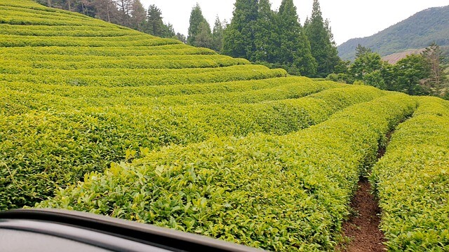 보성군 전입장려금