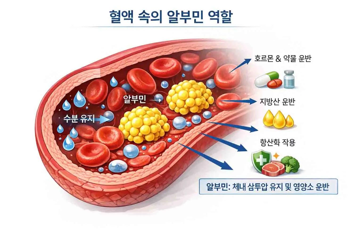 알부민 수치 알부민정상범위 알부민 많은 음식