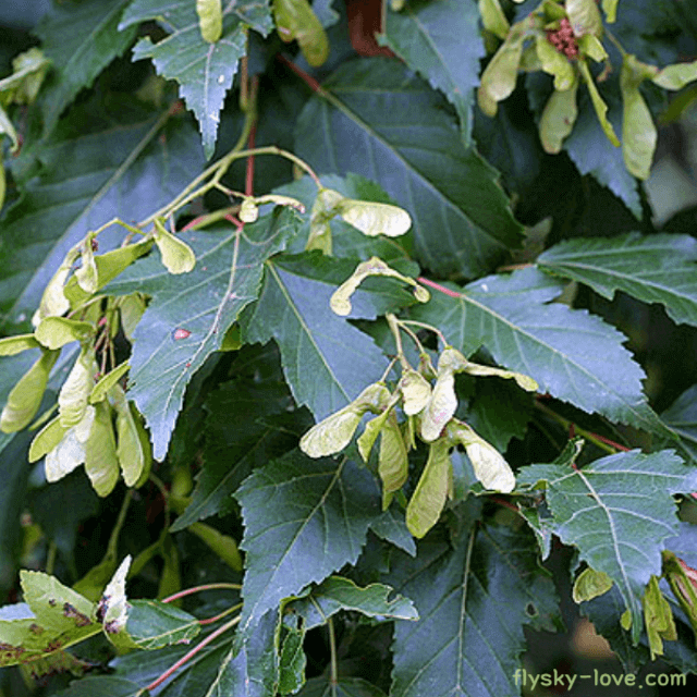 항산화 효능이 뛰어난 신나무
