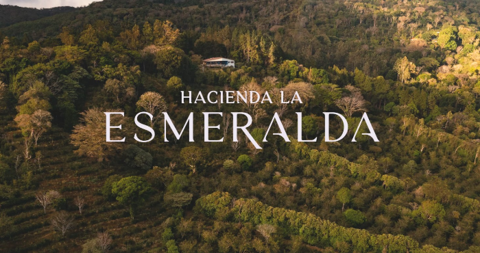파나마 보케테 고지대 숲속에 위치한 Hacienda La Esmeralda 게이샤 커피 농장의 전경과 중앙에 표시된 ESmeralda 로고 이미지