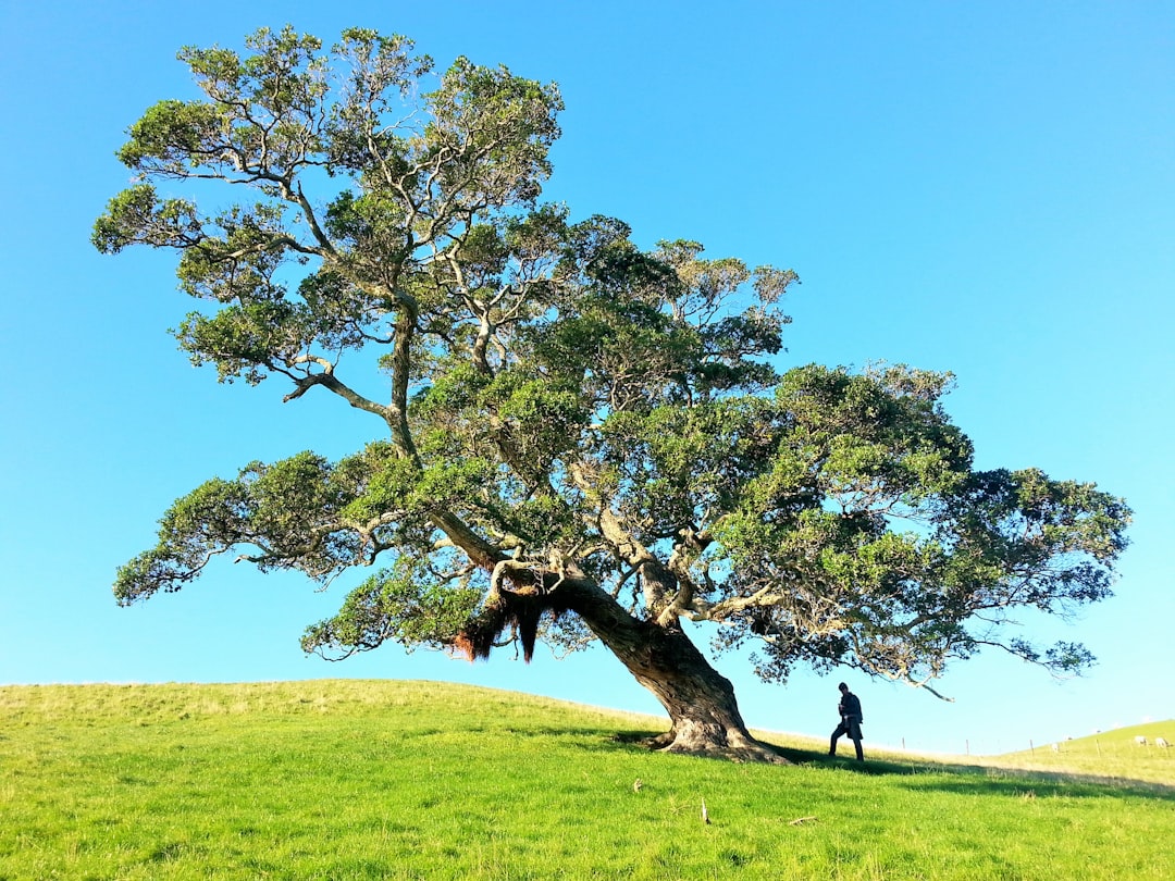 tree