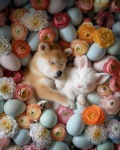 꽃과-공이-있는-풀에서-토끼를-안고-자고있는-시바견