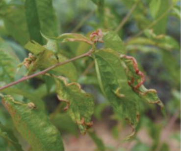 복숭아혹진딧물