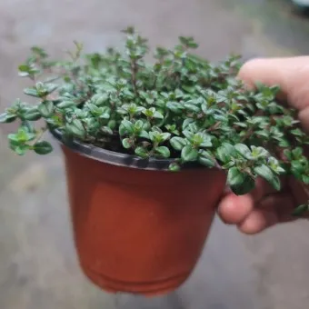 백리향 키우는 법 집에서 재배법 꿀팁_13