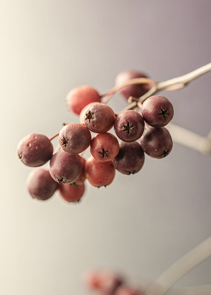마가목 효능 부작용 열매 먹는법