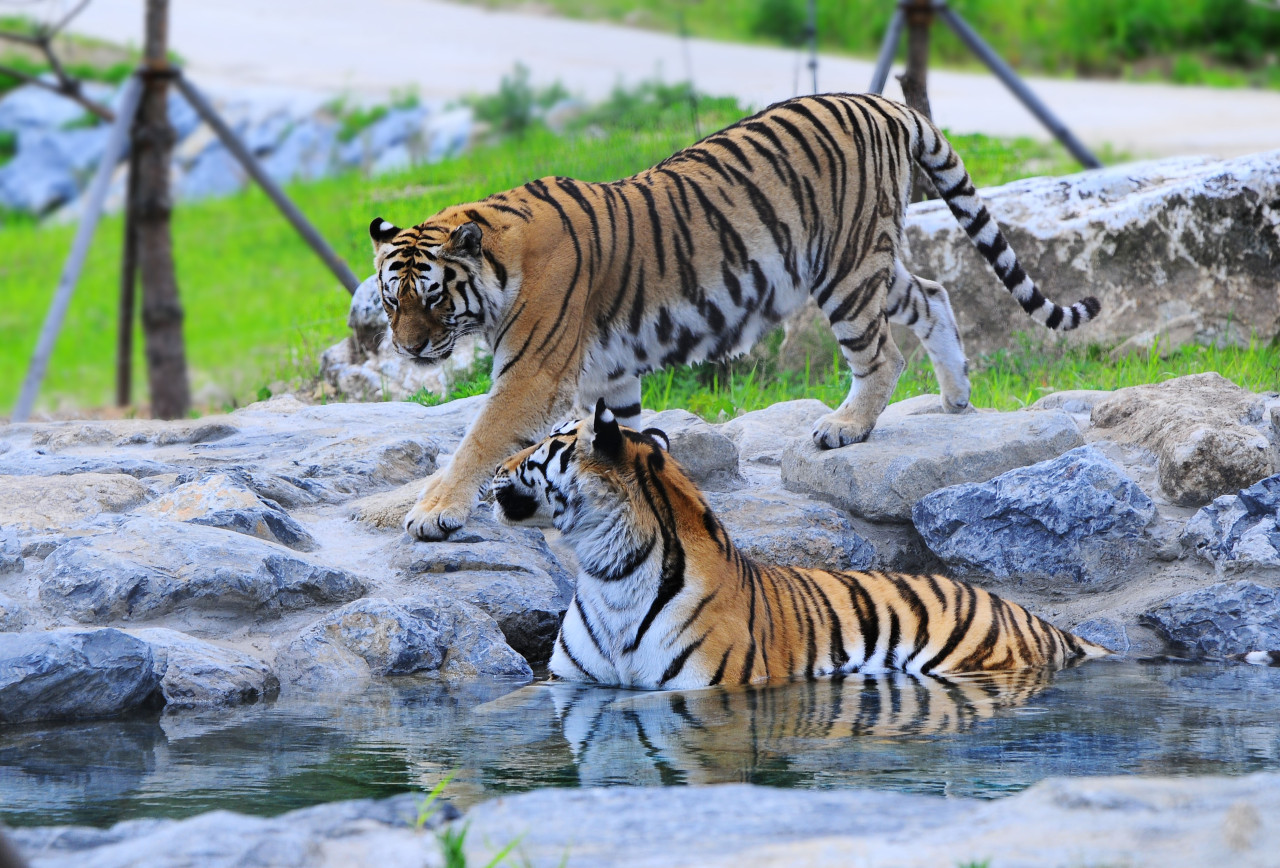 국립백두대간수목원 백두산호랑이숲