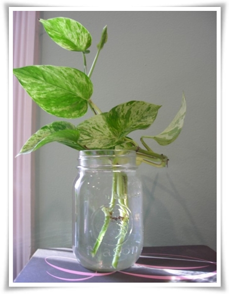 누구나 기르기 쉬운 공기정화 식물 &quot;스킨답서스 키우기&quot;