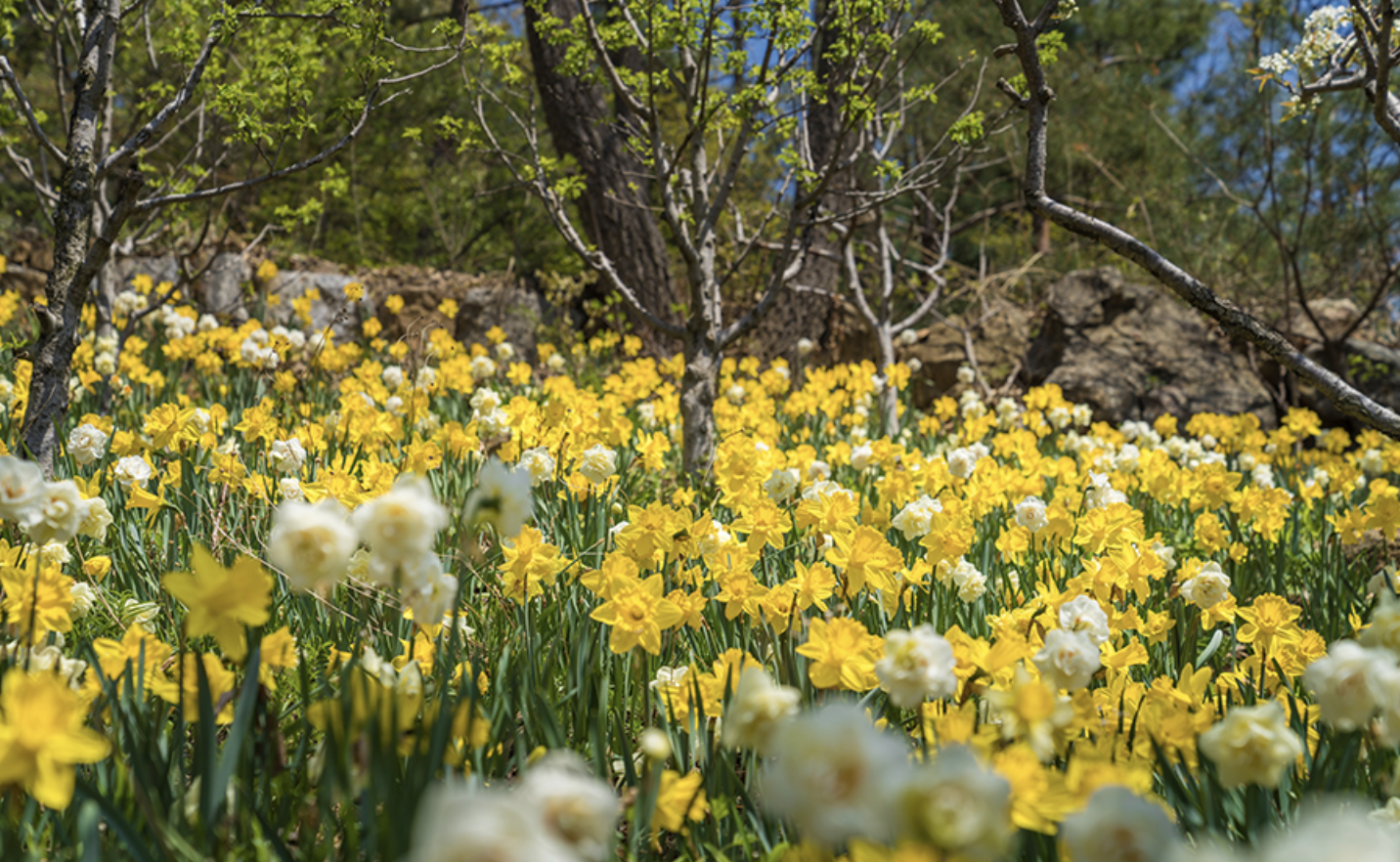 화담숲 화담채 모노레일 사전 예약&amp;#44; 할인받고 예매 하기