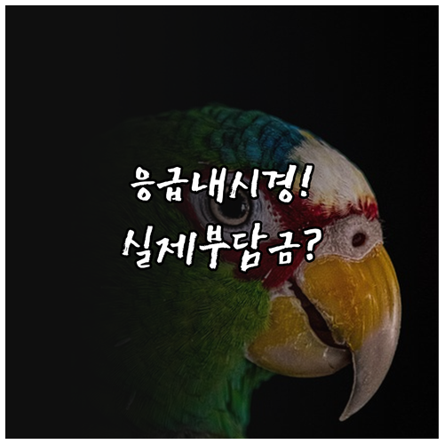 반려견 응급 내시경 비용 보험 적용시..