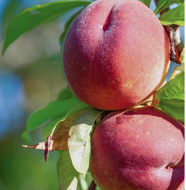 열려있는 복숭아