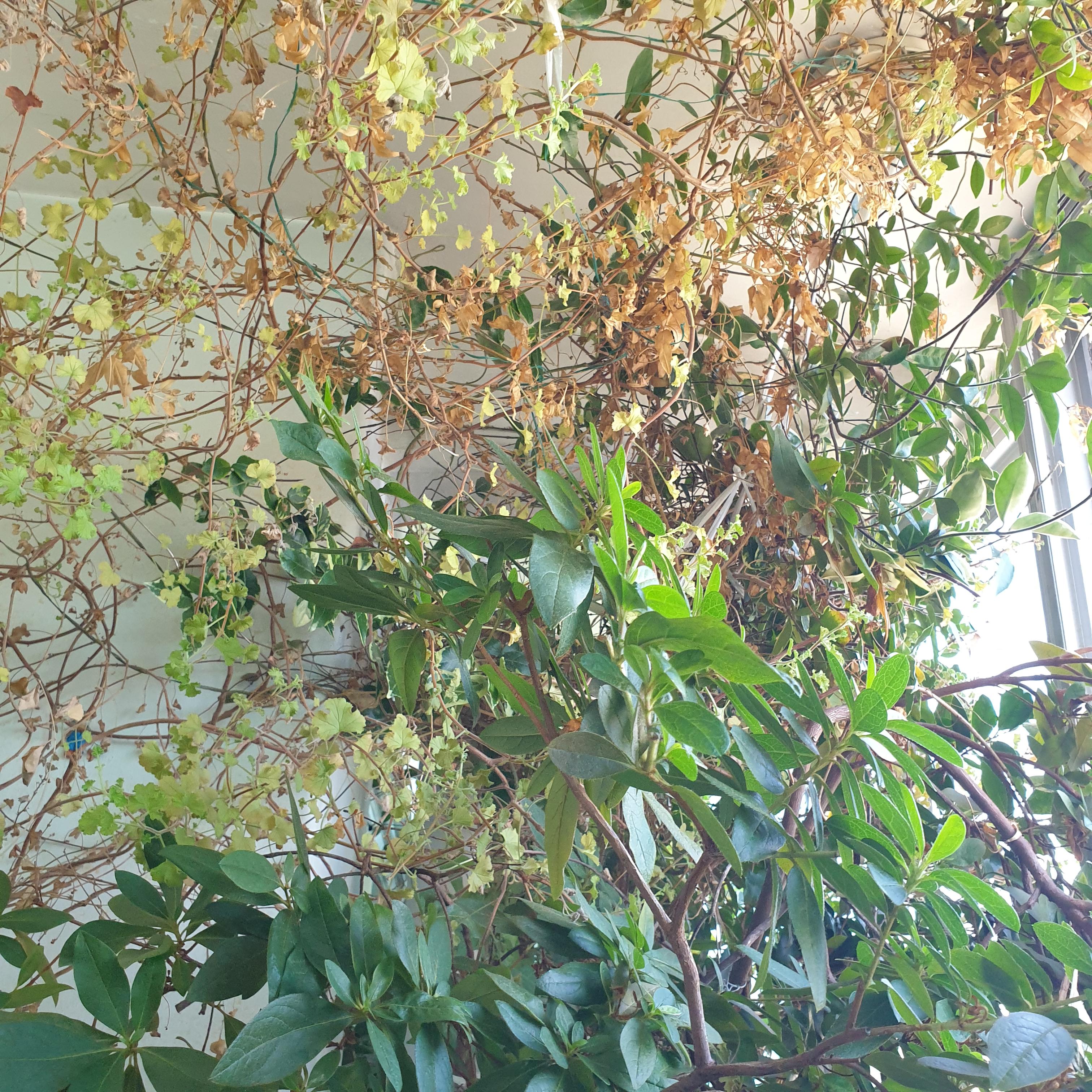 아파트-베란다-식물-넝쿨-나무