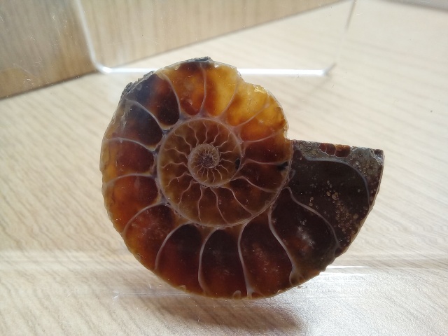 [관찰 학습] 고생대 중생대 화석 수집 (암모나이트 삼엽충 모기 새우) 