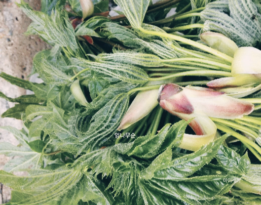 참두릅 땅두릅 개두릅 두릅 엄나무순 효능 엄나무순 먹는 법 엄나무순 가격