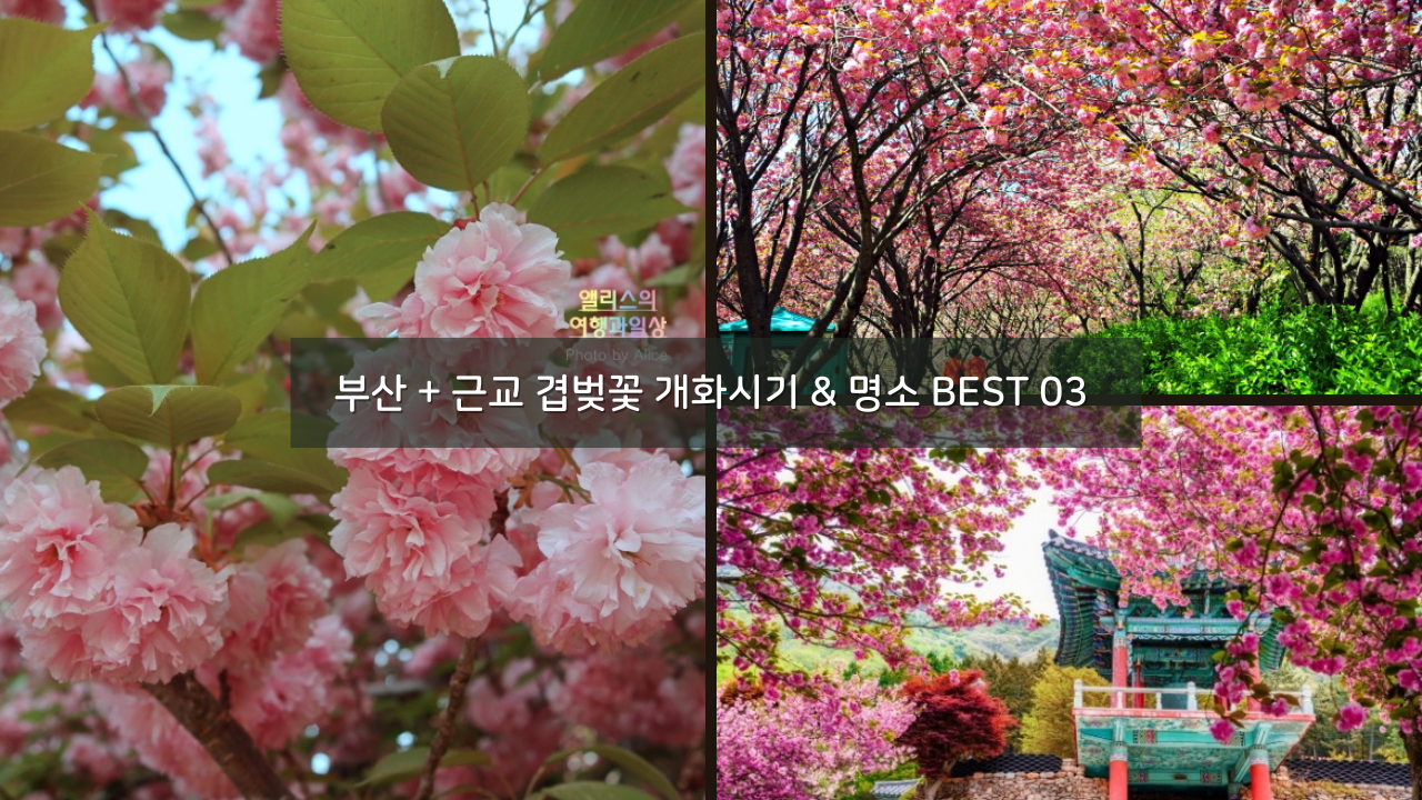 부산 + 근교 겹벚꽃 개화시기 & 명소 여행 나들이 추천 장소 BEST 03