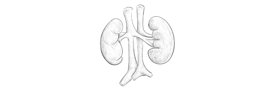 신장-연필-이미지