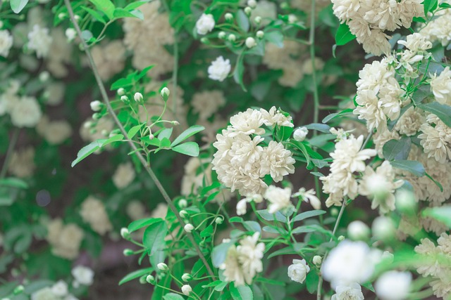 카멜리아힐 수국 축제