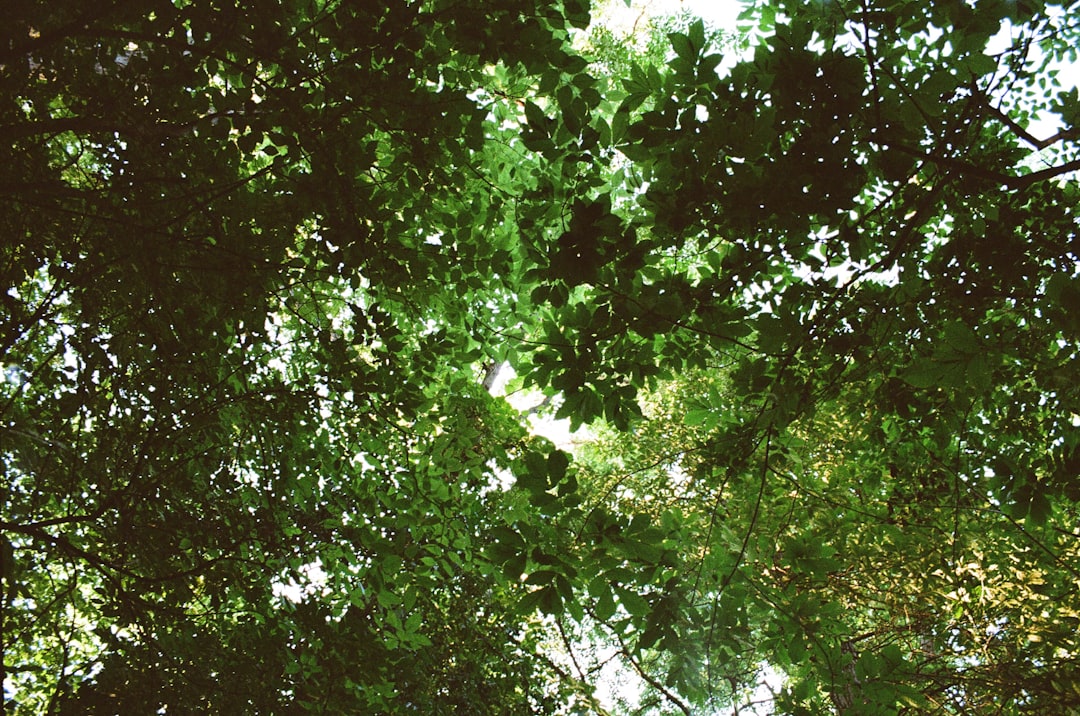 Maple World