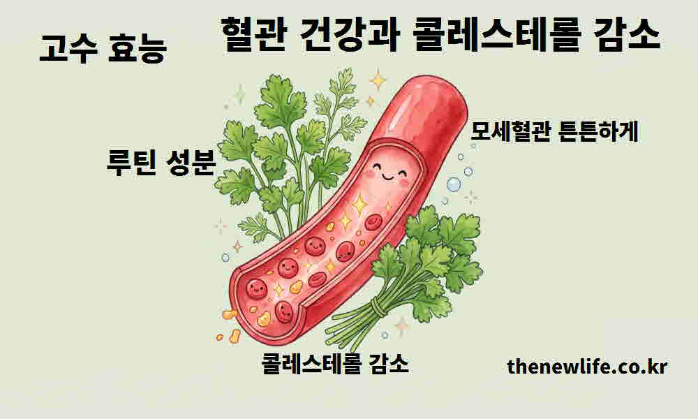 고수 효능 혈관 건강 콜레스테롤 감소