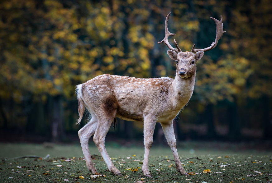 사슴 나오는 꿈 해몽