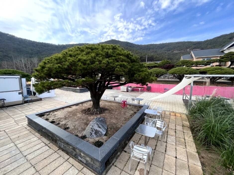 고창 핑크뮬리1