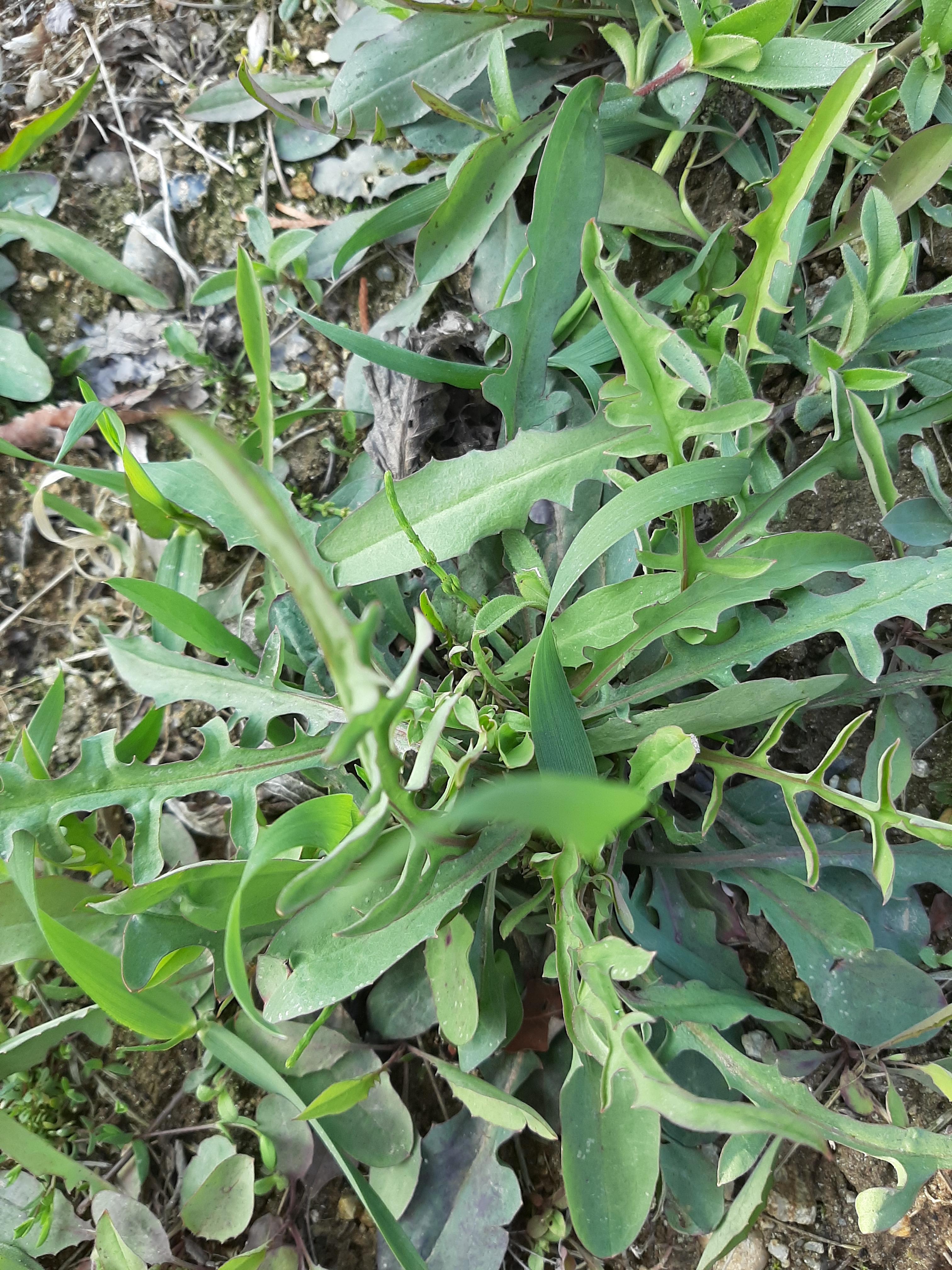 여러 잎이 겹쳐 자라고 있는 생생한 씀바귀