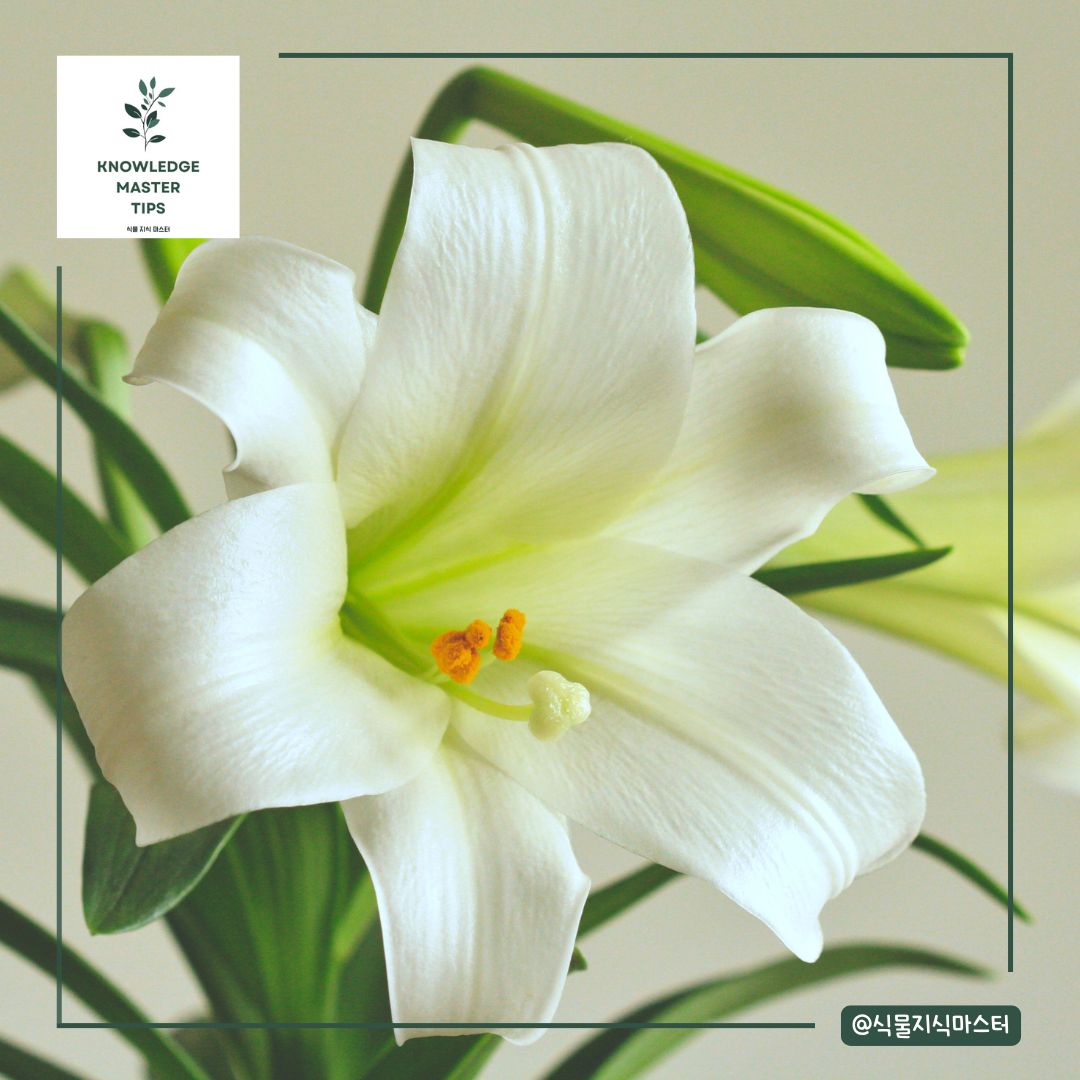 반려동물이 먹으면 위험한 독성 식물 - 백합