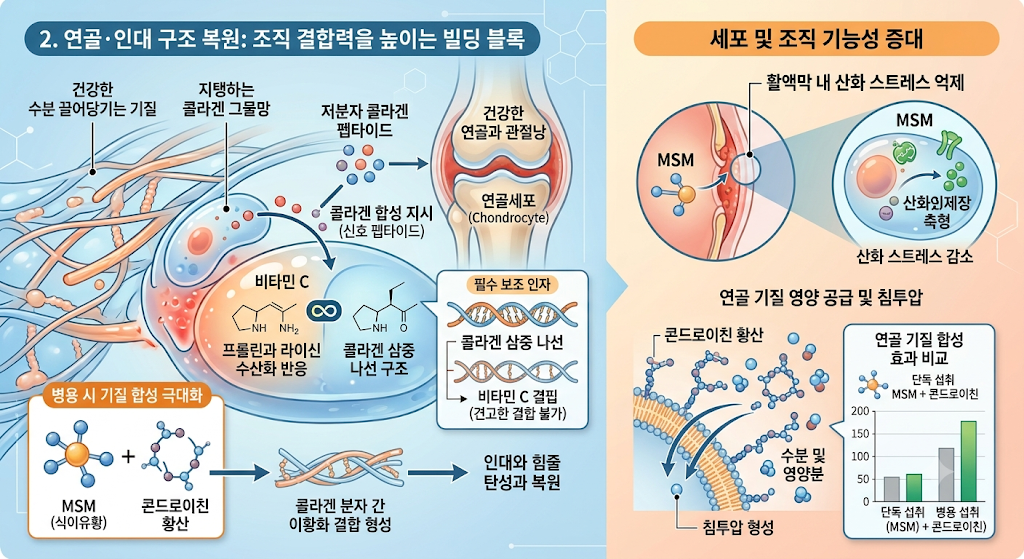 조직결합력으로 근육속의 빌딩블록 형성필요