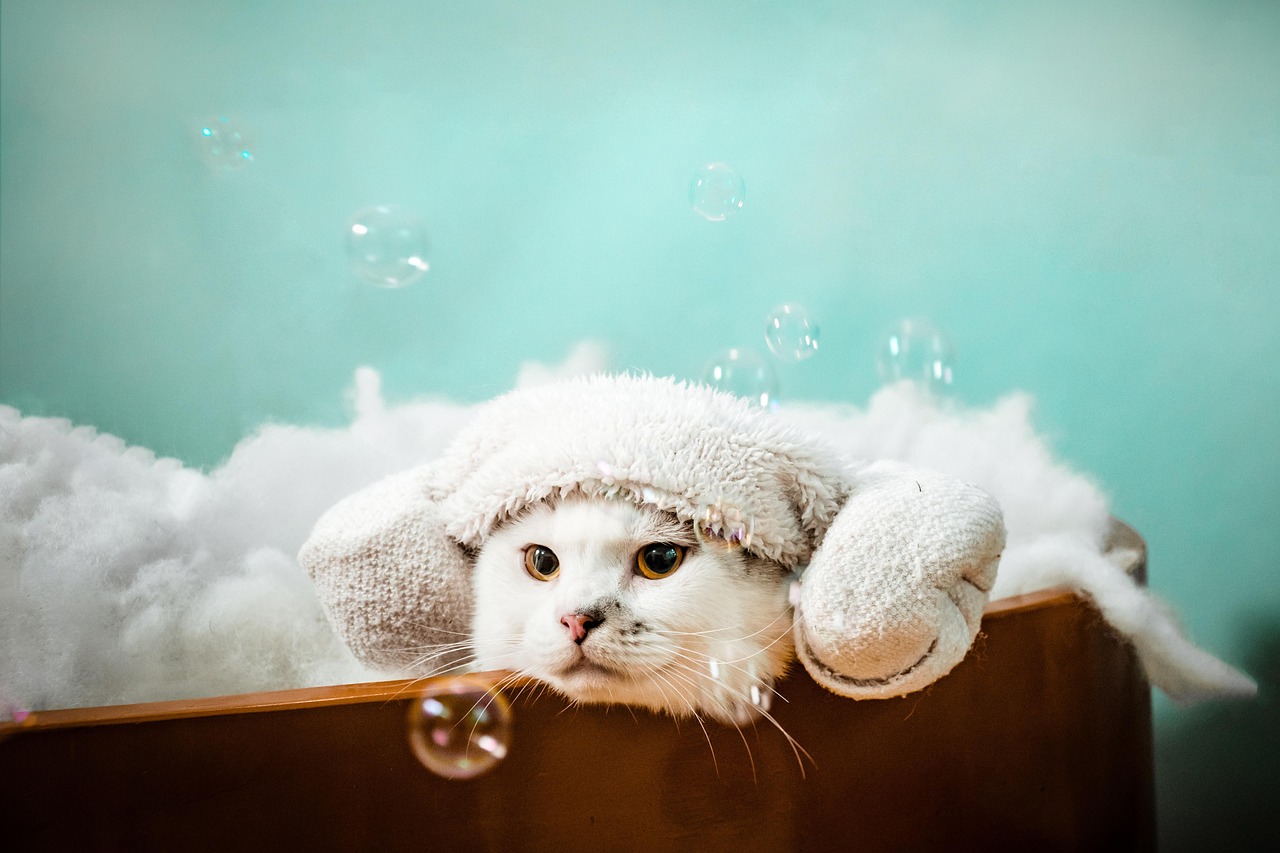 고양이 온천 사진
