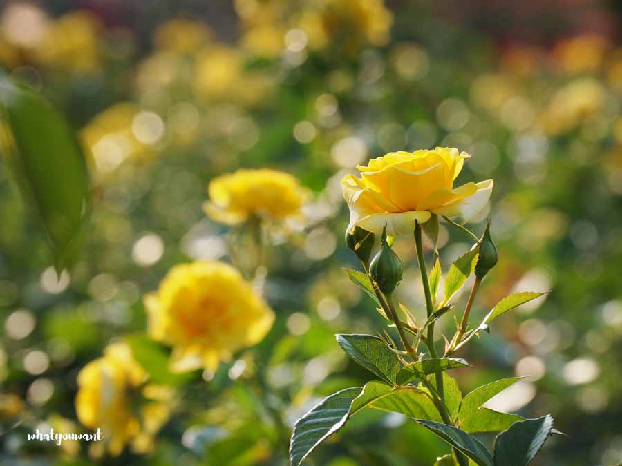 서울장미축제 2025 개요