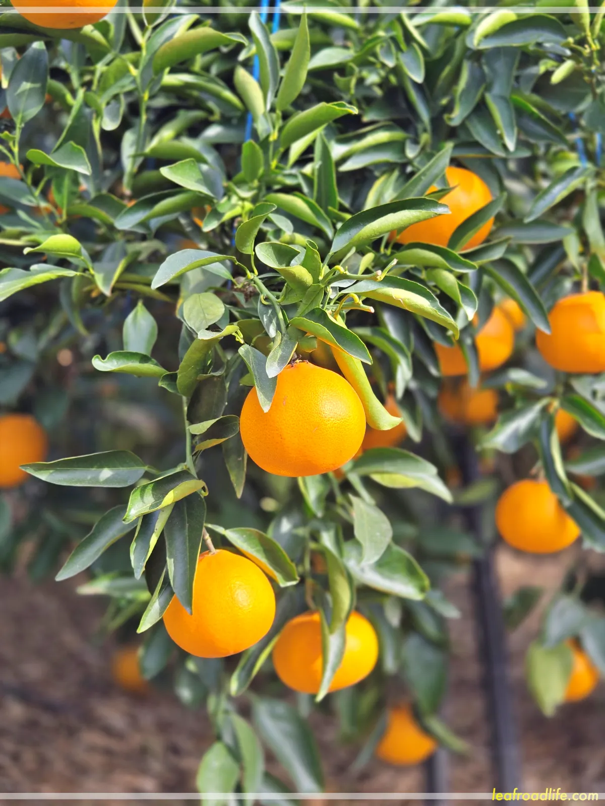 제주드림농원-레드향체험-레드향-사진