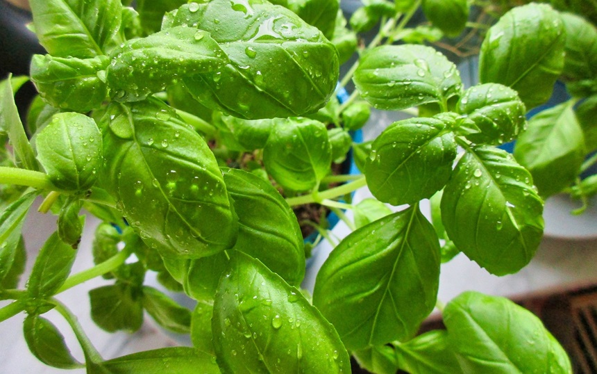 허브와 자연 약초로 건강을 지키는 법